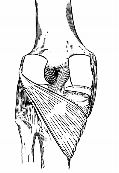 静与动:膝关节周围相关韧带解剖及功能